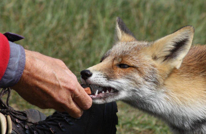Red Fox - Vos