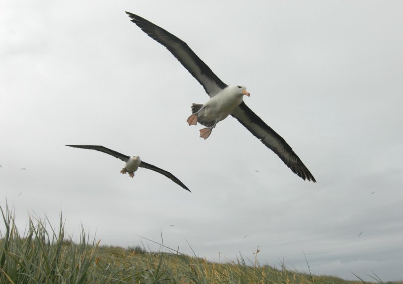 Black- browed Albatross-Thalassarche melanophrys - Wenkbrauw albatros