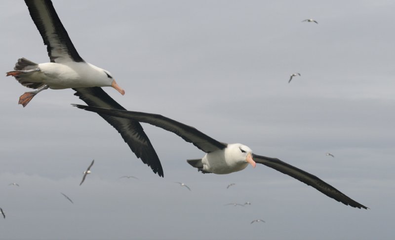 Black- browed Albatross-Thalassarche melanophrys - Wenkbrauw albatros