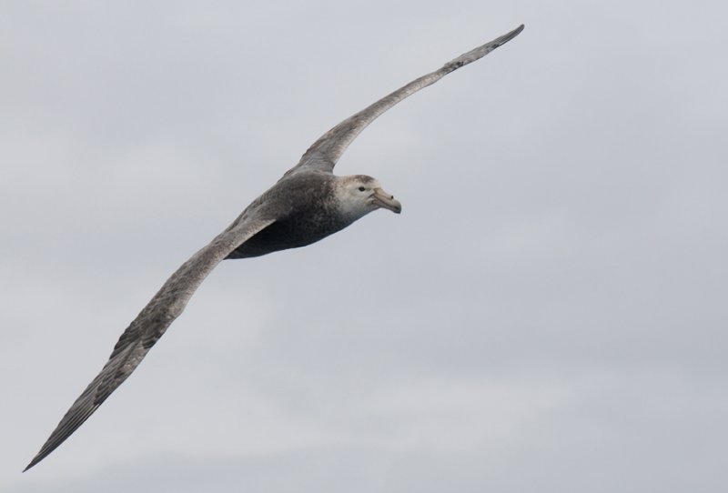 Giant Petrel - Macronectes giganteus - Reuzenstormvogel
