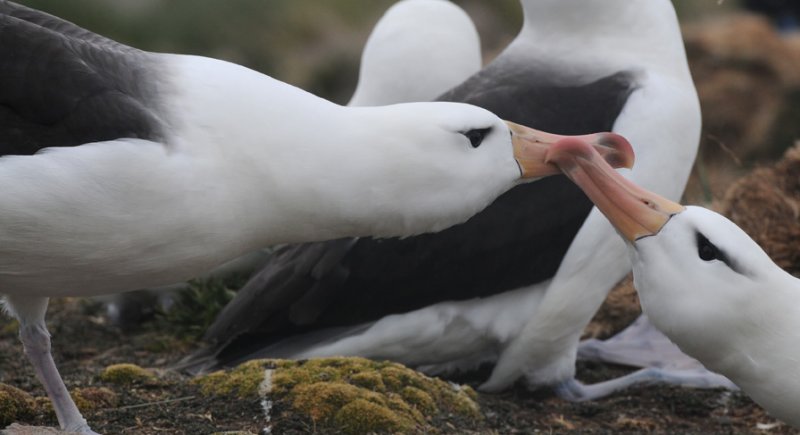 Black- browed Albatross-Thalassarche melanophrys - Wenkbrauw albatros