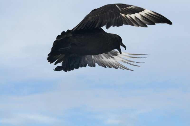 Falkland Skua - Catharacta antarctica