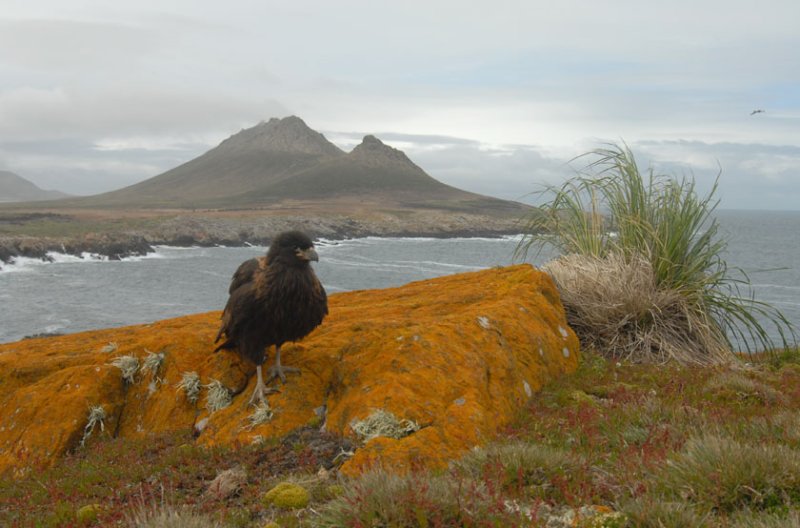 Striated Caracara - Phalcobaenus australis