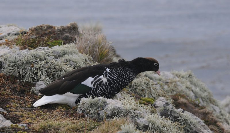 Kelp Goose - Chloephaga hybrida malvinarum