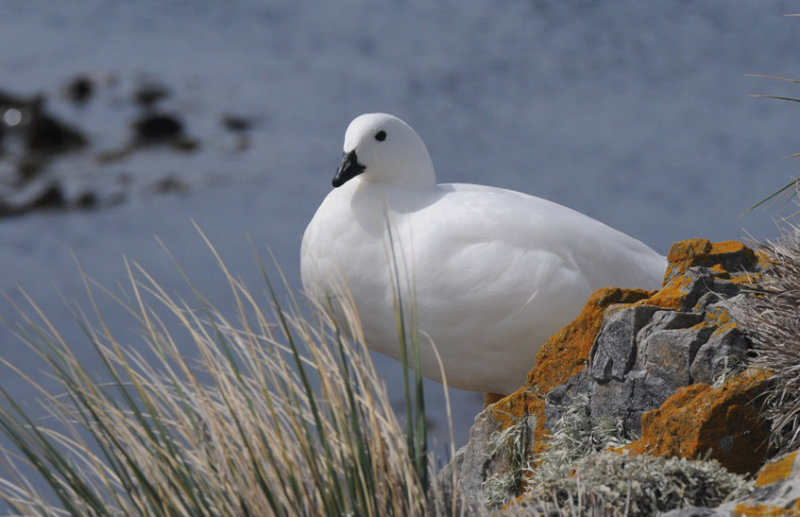 Kelp Goose - Chloephaga hybrida malvinarum