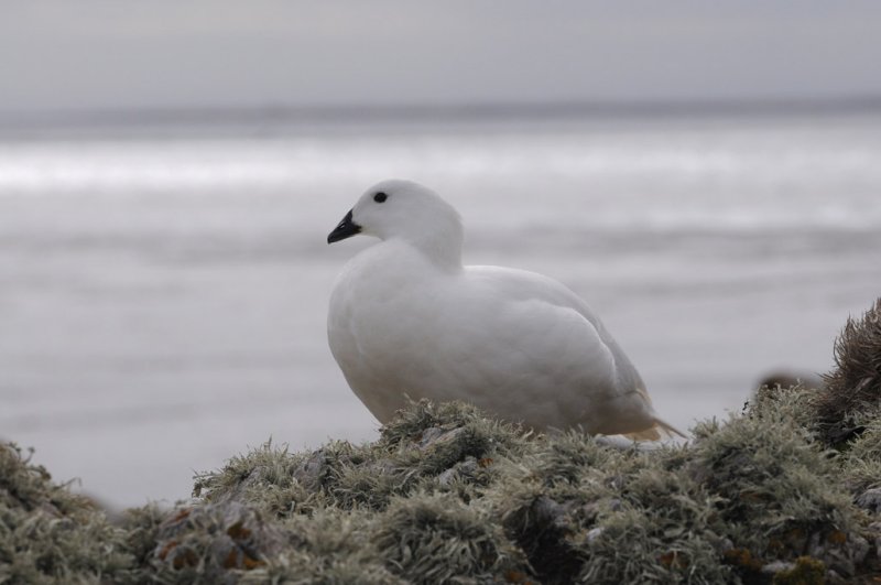 Kelp Goose - Chloephaga hybrida malvinarum
