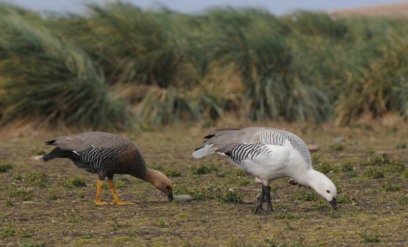 Upland Goose - Chloephaga picta leucoptera