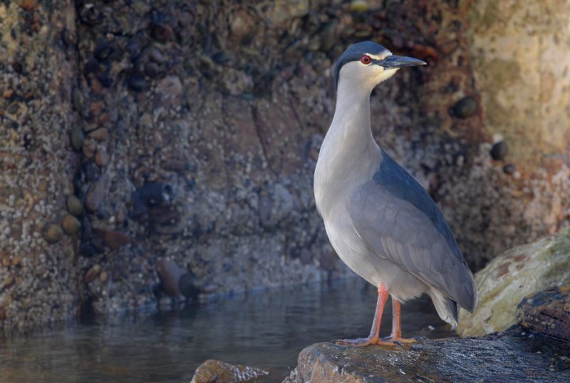 Black-crowned Night-heron - Nycticorax n. falklandicus - Falklandkwak