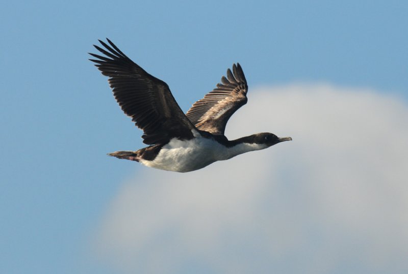 Imperial Shag- Phalacrocorax atriceps