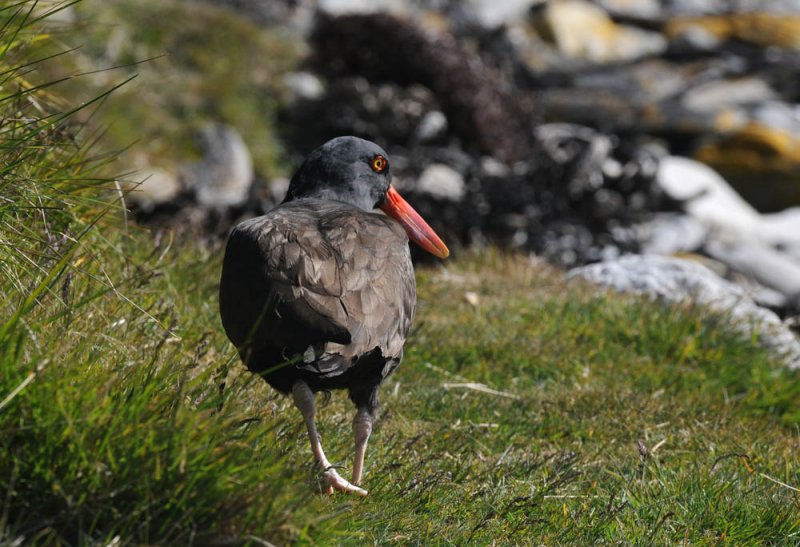 Blackish Oystercatcher - Haematopus ater - Zwarte Scholekster
