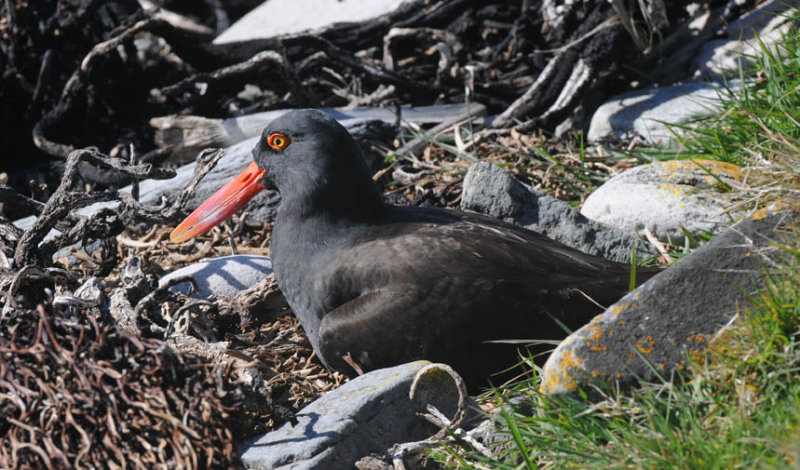 Blackish Oystercatcher - Haematopus ater - Zwarte Scholekster