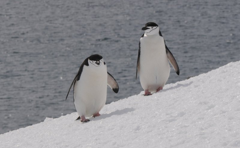 Chinstrap Penguin - Pygoscelis antarctica