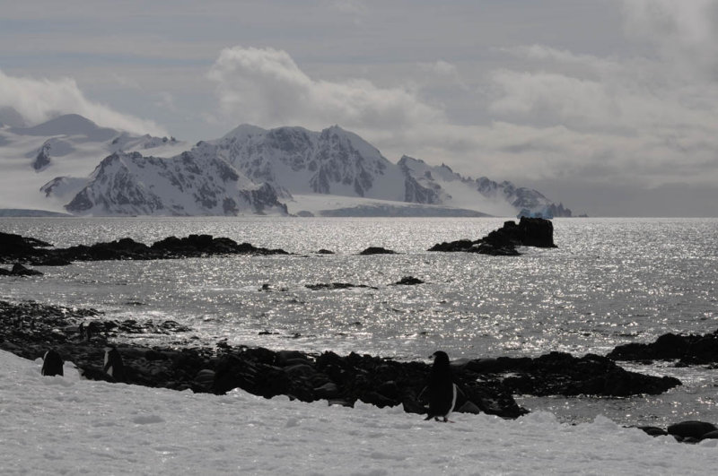 Half Moon Island  South Shetland