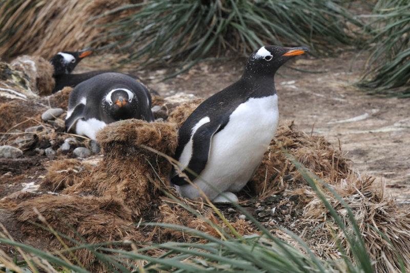 Gentoo Penguin - Pygoscelis papua