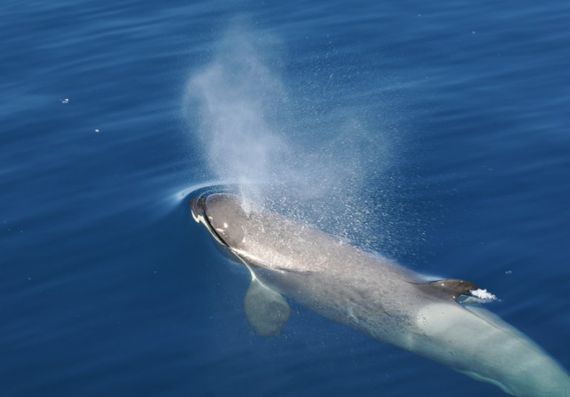 Killer Whale - Orcinus orca