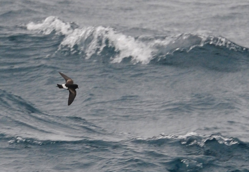 DSC_090 pbase.jpg