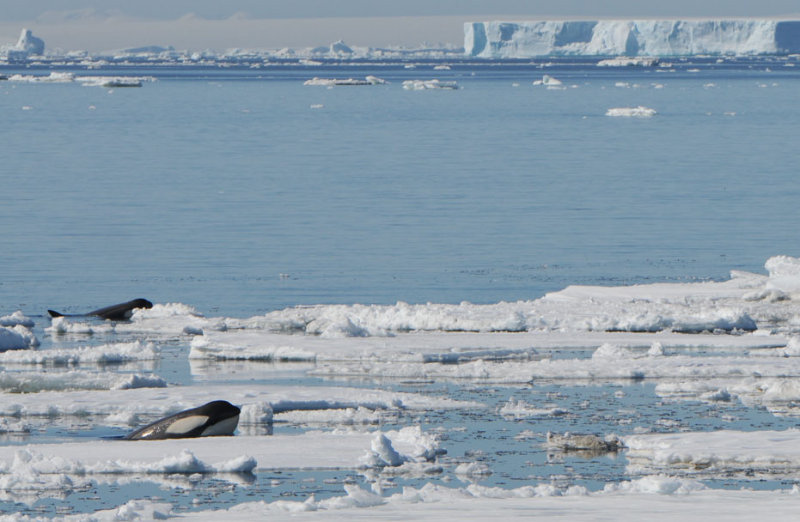Killer Whales looking for Seals