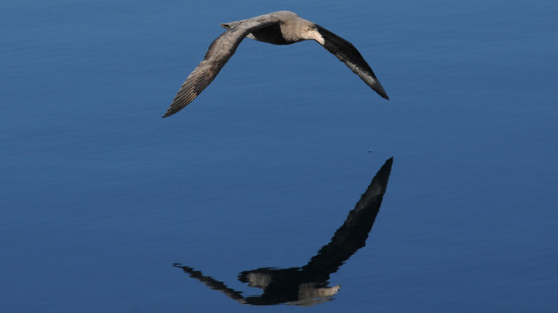Giant Petrel - Macronectes giganteus - Reuzenstormvogel