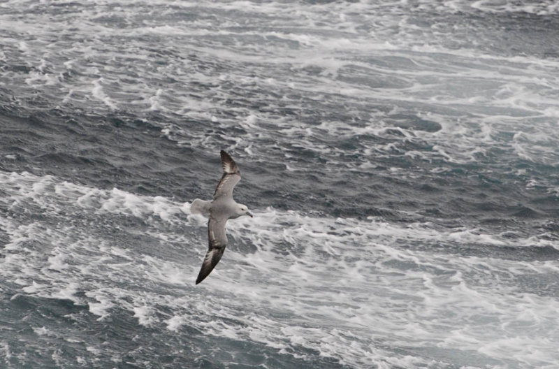 Southern Fulmar  Fulmarus glacialoides