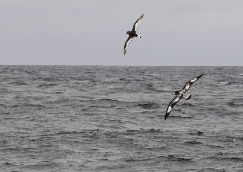 Antarctic Petrel & Cape Petrel