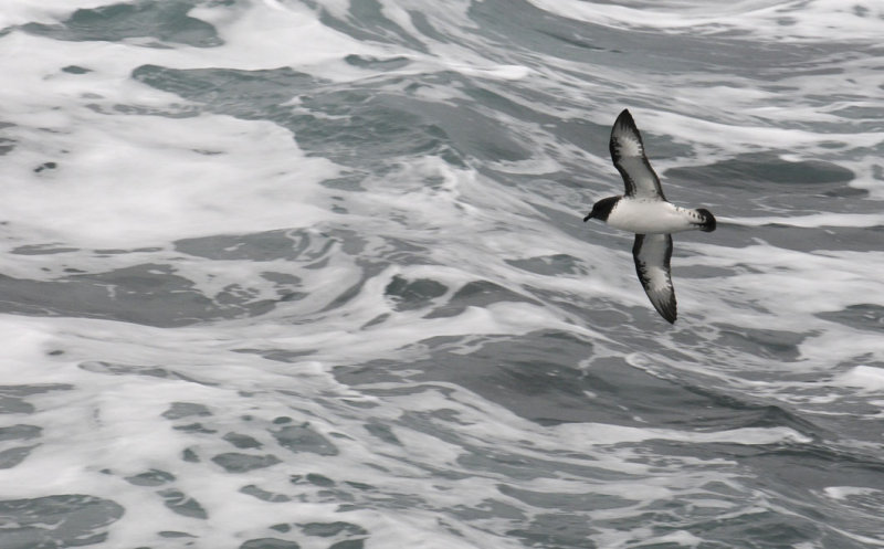 Cape Petrel   Daption capense