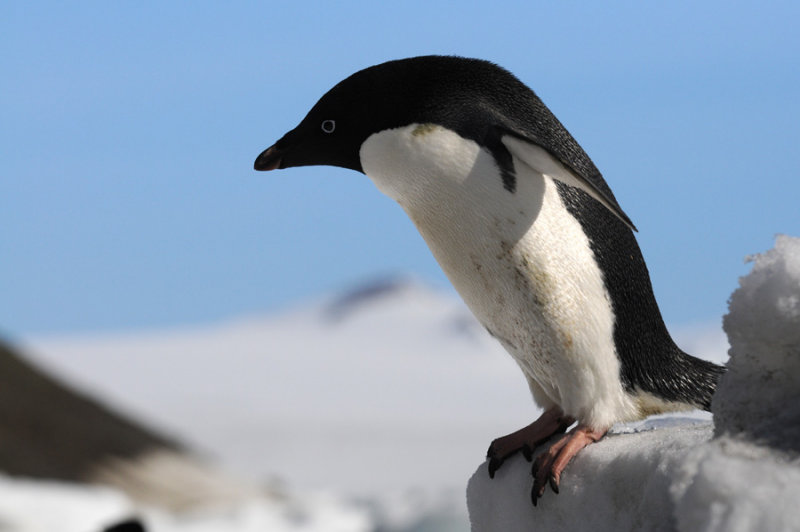 Adlie Penguin  Pygoscelis adeliae