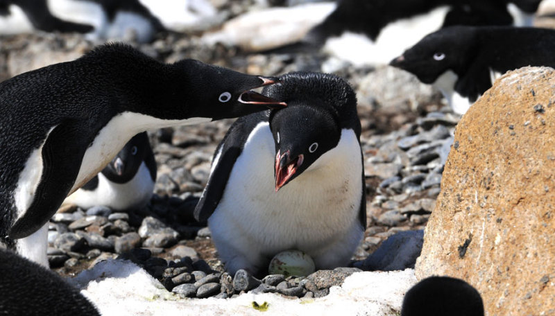 Adlie Penguin  Pygoscelis adeliae