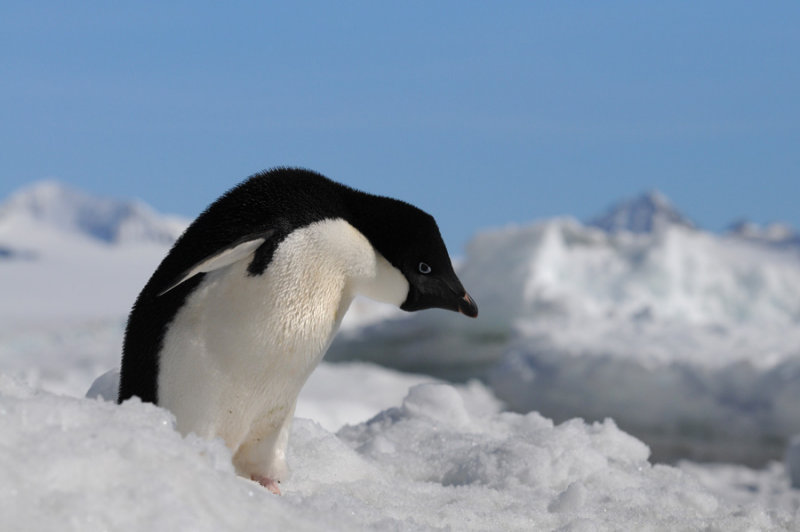 Adlie Penguin  Pygoscelis adeliae