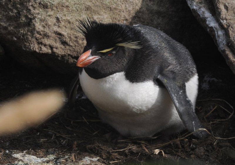 Rockhopper  Eudyptes chrysocome