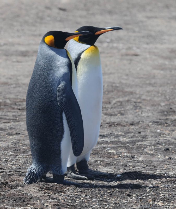 King Penguin  Aptenodytes patagonicus