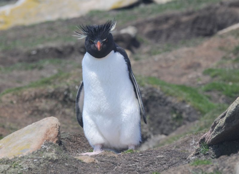 Rockhopper  Eudyptes chrysocome