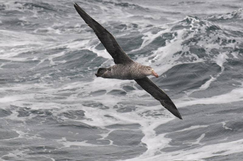 DSC_09   pbase.jpg