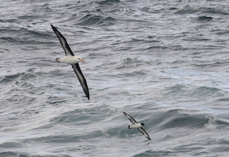 DSC_1033  pbase.jpg