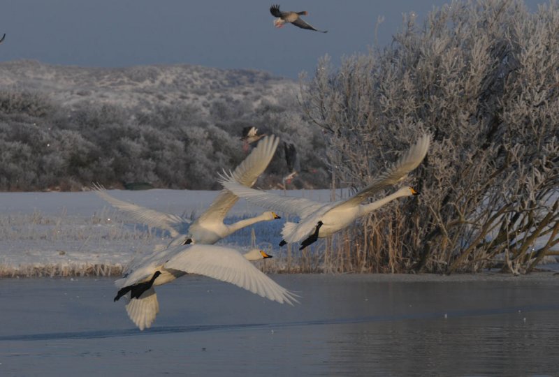 Whooper Swan - Cygnus cygnus - Wilde Zwaan