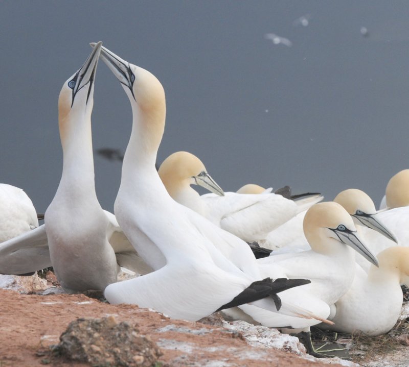 Jan van  Gent - Sula bassana - Gannet