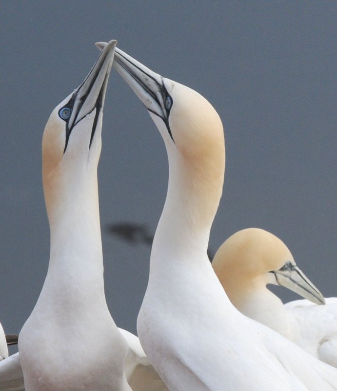 Jan van  Gent - Sula bassana - Gannet