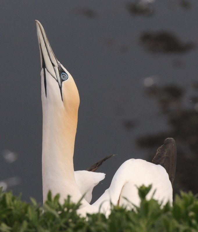 Jan van  Gent - Sula bassana - Gannet
