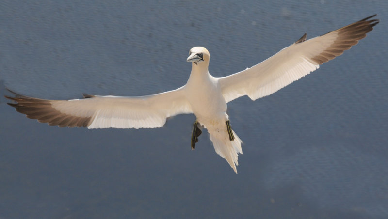 Jan van  Gent - Sula bassana - Gannet
