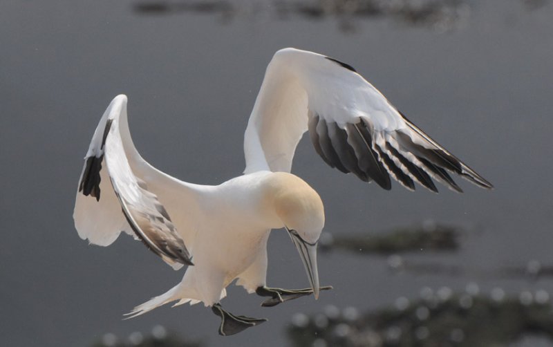 Jan van  Gent - Sula bassana - Gannet