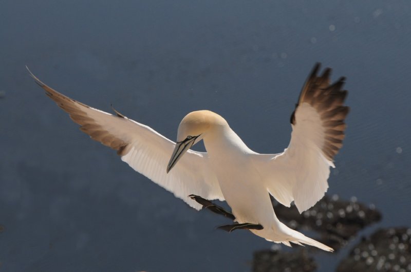 Jan van  Gent - Sula bassana - Gannet