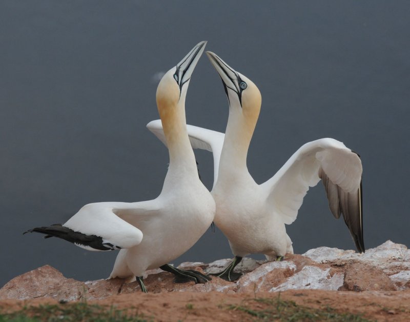 Jan van  Gent - Sula bassana - Gannet