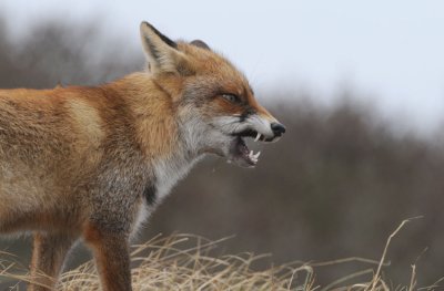 Red Fox - Vos