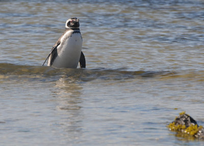 Magellanic Penguin - Spheniscus magellanicus