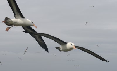 Black- browed Albatross-Thalassarche melanophrys - Wenkbrauw albatros