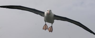 Black- browed Albatross-Thalassarche melanophrys - Wenkbrauw albatros