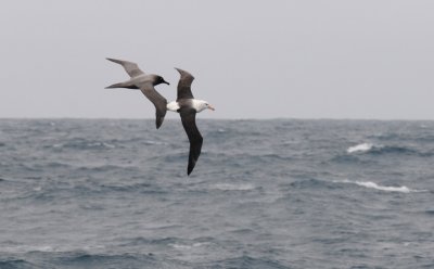 Black-browed Albatross  and Light - mantled Sooty