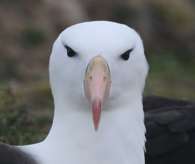 Black- browed Albatross-Thalassarche melanophrys - Wenkbrauw albatros