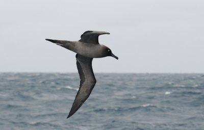 Light-mantled Sooty Albatross - Phoebetria palpebrata