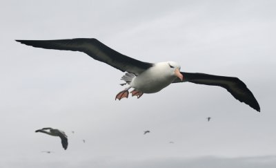 Black- browed Albatross-Thalassarche melanophrys - Wenkbrauw albatros