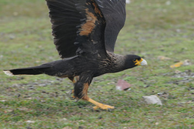 Striated Caracara - Phalcobaenus australis